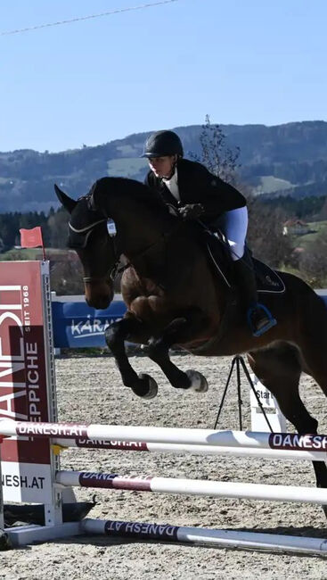Öwb Wallach mit Qualität, Leni Müllner, Horses For Sale, Kaindorf 