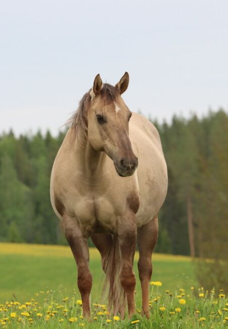 Qualitätsvolle QH Stute tragend von MS Gunners Cashflow, Kerstin Rehbehn (Pferdemarketing Ost), Horses For Sale, Nienburg
