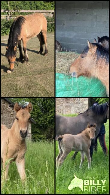 Highlandpony auch als Passgespann Hengst mit top Abstammung, Tina, Horses For Sale, Calden, Image 4
