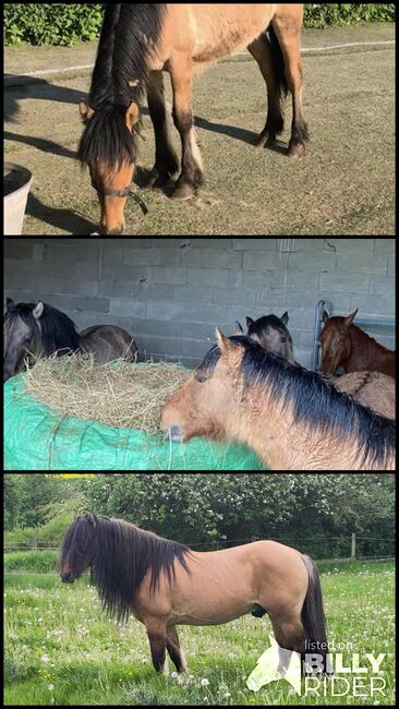 Highlandpony Jährling Hengst, Tina, Horses For Sale, Calden, Image 4