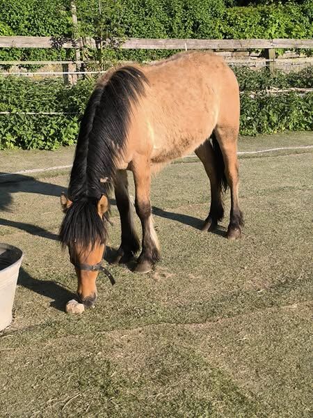 Highlandpony Jährling Hengst, Tina, Horses For Sale, Calden
