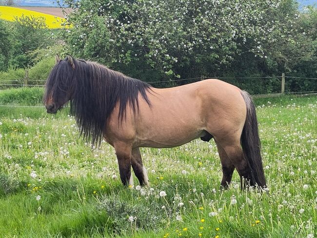 Highlandpony Jährling Hengst, Tina, Horses For Sale, Calden, Image 3