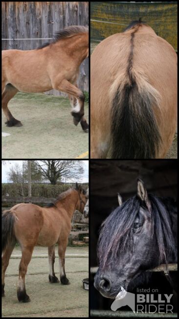 Top Highland Stute Showqualität, Tina, Horses For Sale, Calden, Image 9