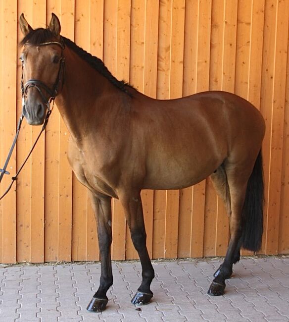 #highlevel #spanishdreamhorse, WOW Pferd  (WOW Pferd), Konie na sprzedaż, Bayern - Attenkirchen, Image 5