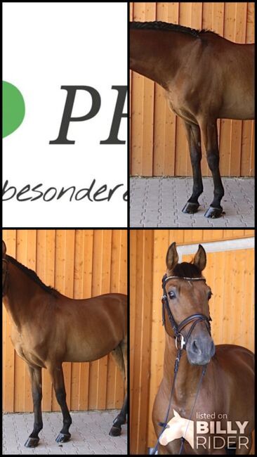 #highlevel #spanishdreamhorse, WOW Pferd  (WOW Pferd), Konie na sprzedaż, Bayern - Attenkirchen, Image 7