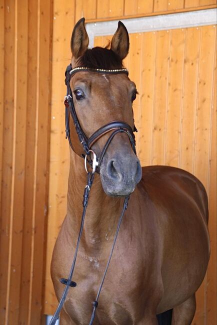 #highlevel #spanishdreamhorse, WOW Pferd  (WOW Pferd), Konie na sprzedaż, Bayern - Attenkirchen, Image 3
