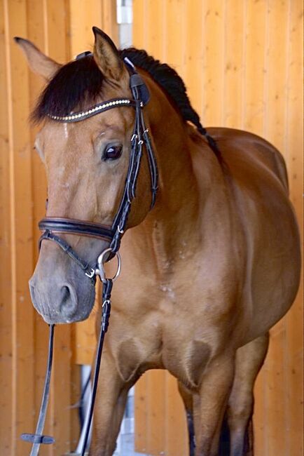 #highlevel #spanishdreamhorse, WOW Pferd  (WOW Pferd), Konie na sprzedaż, Bayern - Attenkirchen, Image 4