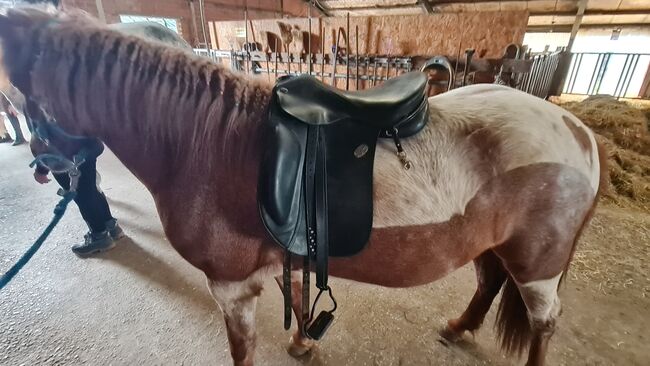 Hilbar Royal Compact Base Islandpferdesattel, Hilbar Compact Base, Jasmin Gast, Icelandic Saddle, Wedemark, Image 3