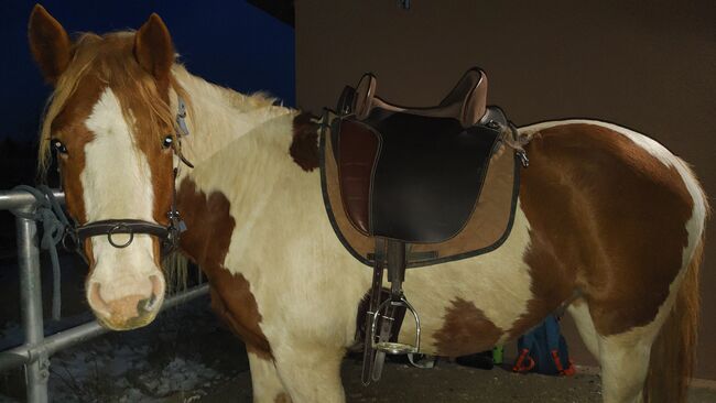 Hildalgo baumloser Sattel, Hildalgo  Valencia II, Ronja Marklstorfer , Treeless Saddle, Neufahrn in NB, Image 3