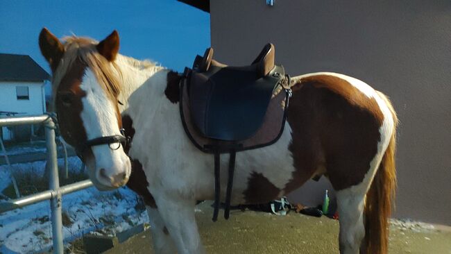 Hildalgo baumloser Sattel, Hildalgo  Valencia II, Ronja Marklstorfer , Treeless Saddle, Neufahrn in NB, Image 2