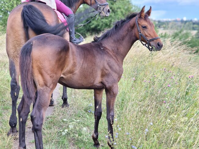 Hengstfohlen aus einer Malachit xx x Radiator Stute und Vater Casalido, Manuela Menzel , Horses For Sale, Magdeburg, Image 3