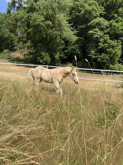 Hengst Fohlen 2023, Magenau , Horses For Sale, Modautal , Image 14