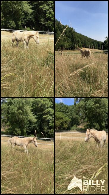 Hengst Fohlen 2023, Magenau , Horses For Sale, Modautal , Image 18