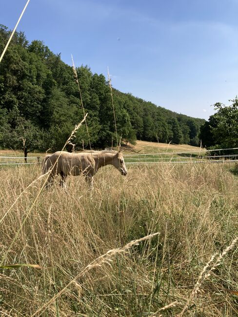 Hengst Fohlen 2023, Magenau , Horses For Sale, Modautal , Image 3