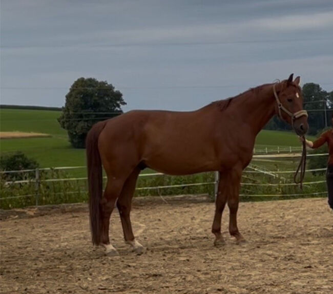 Wallach Beisteller Hannoveraner Warmblut 14 Jahre, Verena Moser, Horses For Sale, Hauzenberg 