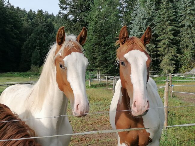 Hengst Jährling, Anja Riegger , Horses For Sale, Abtsgmünd, Image 2