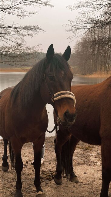 Hengst zu verkaufen, Anja, Horses For Sale, Müncheberg 