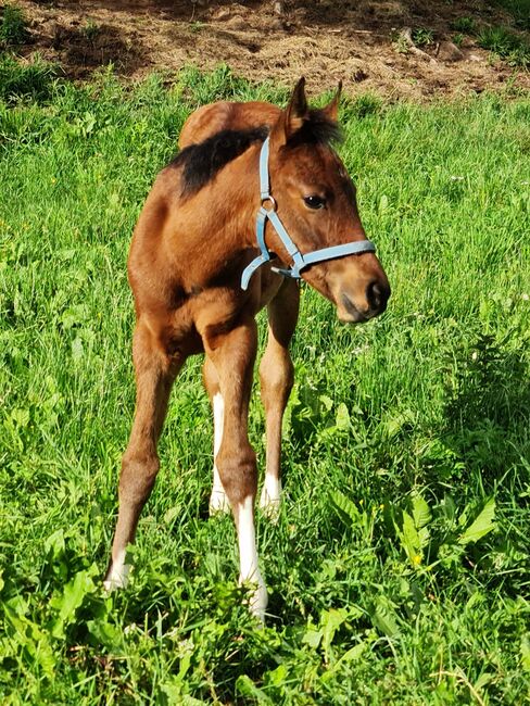 Hengstfohlen Partbred Araber, Herbert, Horses For Sale, Katsch