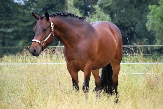 Im hengsttyp stehender, vielseitig gerittener Connemara Wallach, Kerstin Rehbehn (Pferdemarketing Ost), Horses For Sale, Nienburg, Image 6