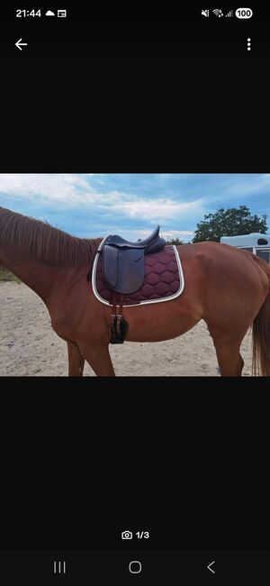 Hintermeyer Dressursattel anatomic, Hintermeyer  Anatomic Dressage, Jasmin, Dressage Saddle, Staufen im Breisgau