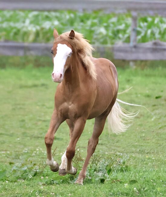 His Royal Whizzness - American Paint Horse, Hengst, 1 Jahr, Fuchs (Chestnut), WOW Pferd  (WOW Pferd), Pferd kaufen, Bayern - Attenkirchen