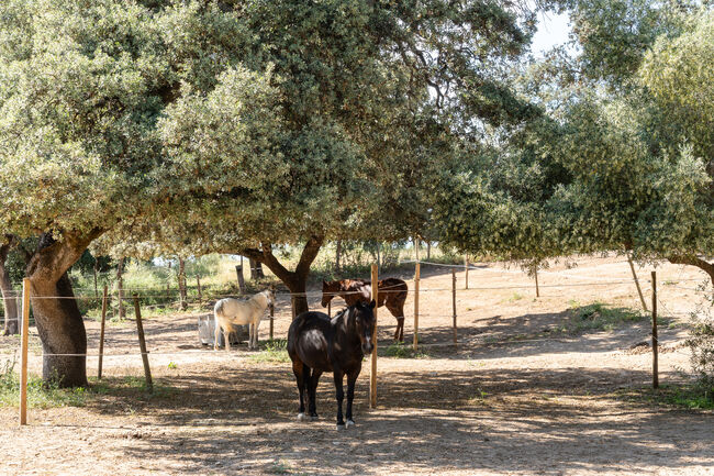 Spanien, Andalusien, Ronda - moderner Reitstall/ Trainingszentrum zu verkaufen!, Sabine Wesseln, Maras World of Horses (Maras World of Horses, Maras World Solutions S.L.), Nieruchomości jeździeckie, Ronda , Image 8
