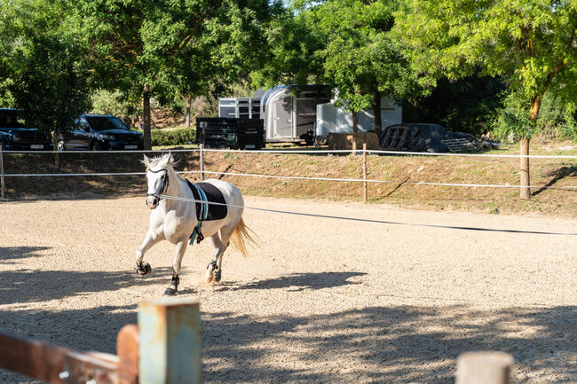 Spanien, Andalusien, Ronda - moderner Reitstall/ Trainingszentrum zu verkaufen!, Sabine Wesseln, Maras World of Horses (Maras World of Horses, Maras World Solutions S.L.), Nieruchomości jeździeckie, Ronda , Image 7