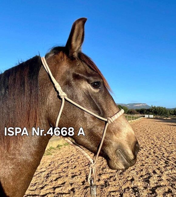 Spanische Falbstute mit Equidenpass, ISPA - Iberische Sportpferde Agentur (ISPA - Iberische Sportpferde Agentur), Konie na sprzedaż, Bedburg, Image 3