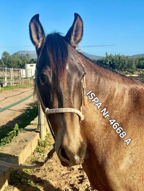 Spanische Falbstute mit Equidenpass, ISPA - Iberische Sportpferde Agentur (ISPA - Iberische Sportpferde Agentur), Konie na sprzedaż, Bedburg