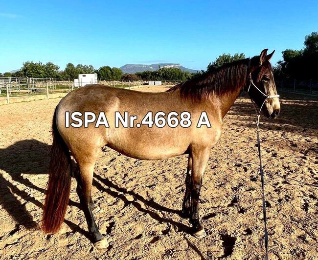 Spanische Falbstute mit Equidenpass, ISPA - Iberische Sportpferde Agentur (ISPA - Iberische Sportpferde Agentur), Konie na sprzedaż, Bedburg, Image 2