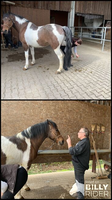 Spanischer Schecke, Evi Vetter, Konie na sprzedaż, Calw, Image 3