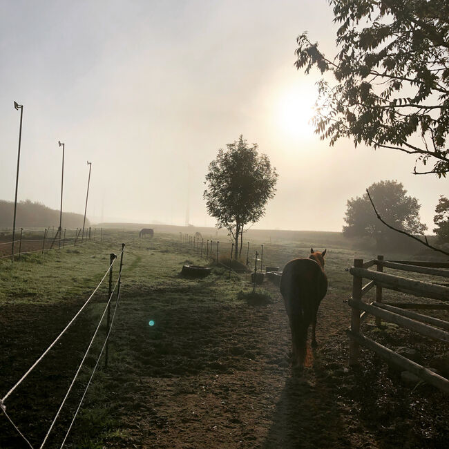 Hit-Aktivstall Ranch Vollpension, J.B.Silver Ranch , Horse Stables, Barlt , Image 7