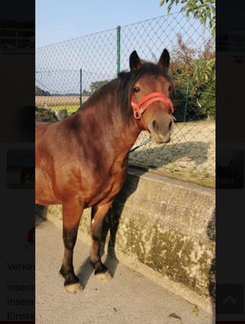 Herzenspferd, Lisa, Horses For Sale, Steyr, Image 3