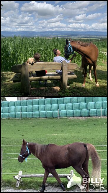 Herzenspferd, Karolin, Horses For Sale, Murten, Image 3