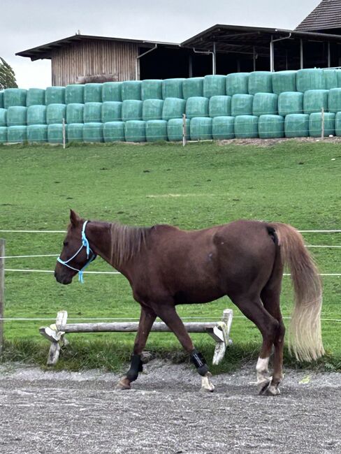 Herzenspferd, Karolin, Horses For Sale, Murten