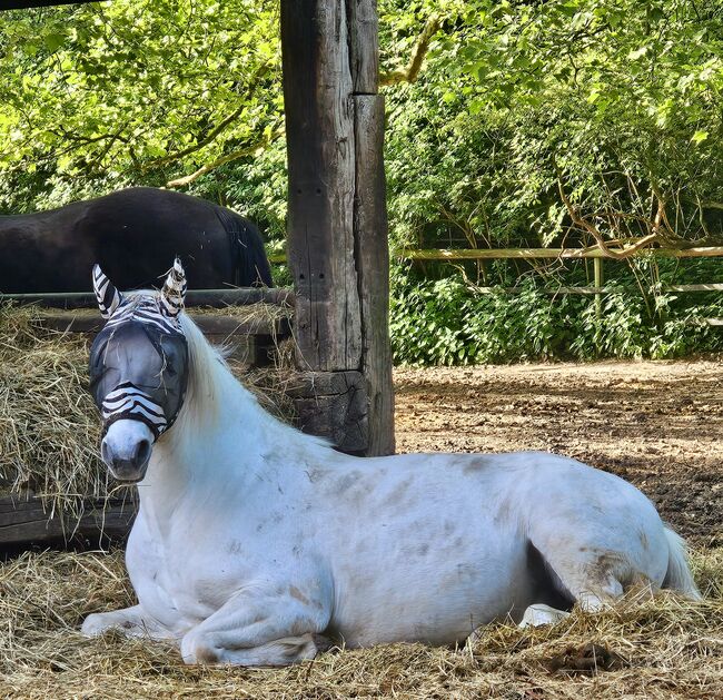 Herzenspferd gesucht, Danny Kleinken, Horses For Sale, Neuss