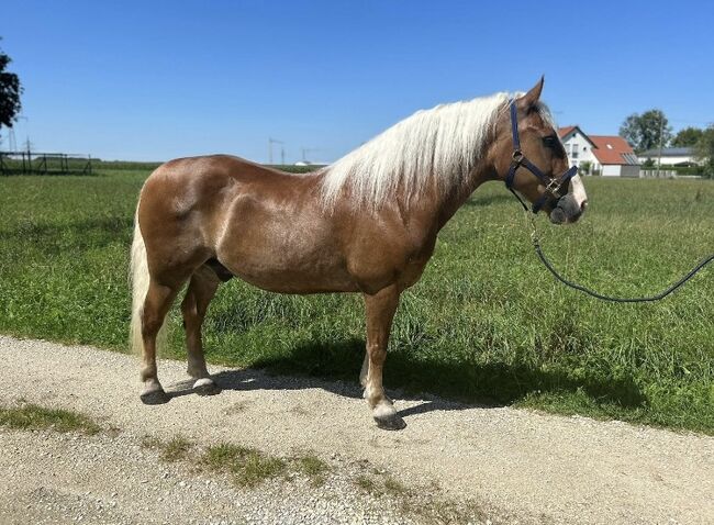 Herzbube auf der Suche nach einem neuen Zuhause, Sport- und Freizeitpferde Fuchs, Horses For Sale, Ellgau, Image 2