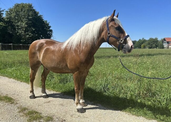 Herzbube auf der Suche nach einem neuen Zuhause, Sport- und Freizeitpferde Fuchs, Horses For Sale, Ellgau, Image 4