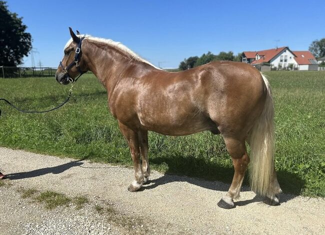 Herzbube auf der Suche nach einem neuen Zuhause, Sport- und Freizeitpferde Fuchs, Horses For Sale, Ellgau, Image 7