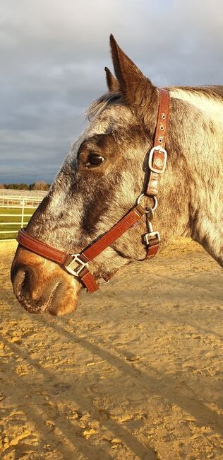 Liebhaberpferd Knabstrupper, Susanne , Horses For Sale, Gladbeck, Image 5