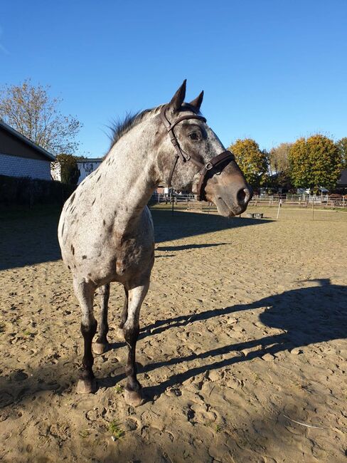 Liebhaberpferd Knabstrupper, Susanne , Horses For Sale, Gladbeck, Image 8