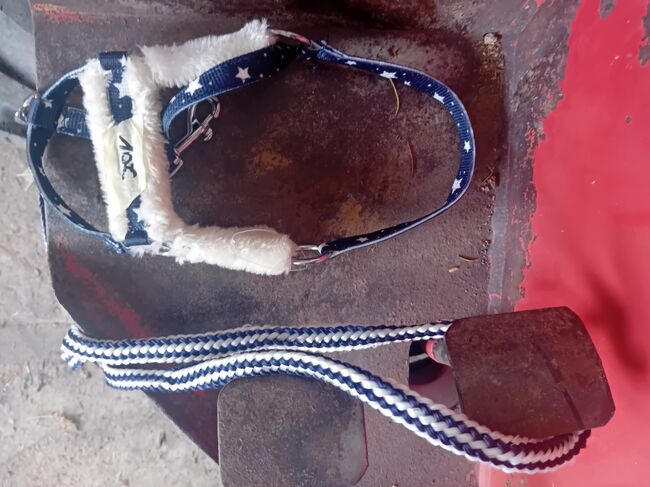 Hobbyhorse halfter, Hkm Hobby horse halfter , Lotta, Halters, Wiehl