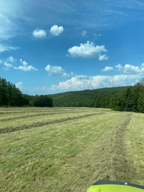 Hochwertige Heuballen zu verkaufen, Pfingstweidenhof, Stefan vom Pfingstweidenhof-Team (Pfingstweidenhof), Heu & Stroh, Nidderau, Abbildung 3