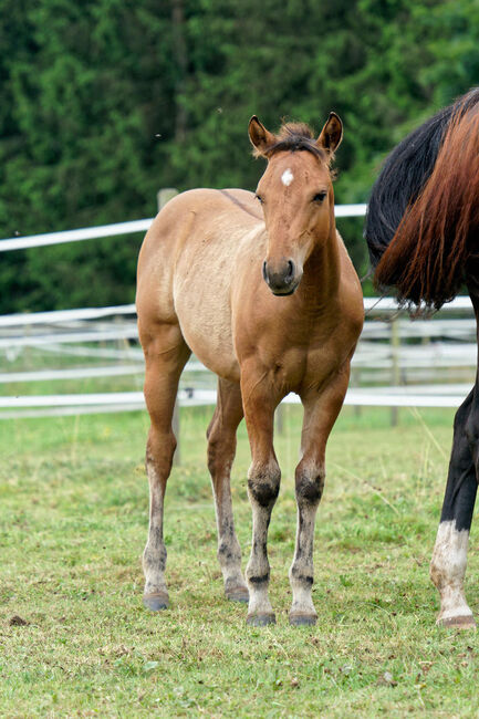 Foundation gezogenes, wunderschönes Quarter Horse Hengstfohlen, Kerstin Rehbehn (Pferdemarketing Ost), Konie na sprzedaż, Nienburg