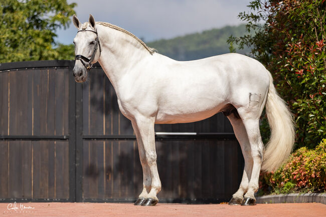 PRE (Andalusier) breeding "Starter Kit" (1 Hengst, 2 Stuten 1 Fohlen), Roberto Serna Vivenzi, Konie na sprzedaż, Guimarães, Image 3