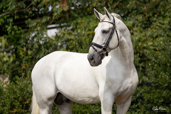 PRE (Andalusier) breeding "Starter Kit" (1 Hengst, 2 Stuten 1 Fohlen), Roberto Serna Vivenzi, Konie na sprzedaż, Guimarães, Image 5