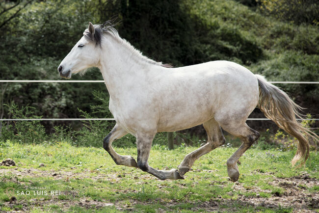 PRE (Andalusier) breeding "Starter Kit" (1 Hengst, 2 Stuten 1 Fohlen), Roberto Serna Vivenzi, Konie na sprzedaż, Guimarães, Image 7