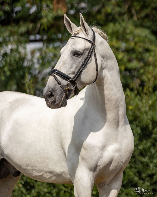 PRE (Andalusier) breeding "Starter Kit" (1 Hengst, 2 Stuten 1 Fohlen), Roberto Serna Vivenzi, Konie na sprzedaż, Guimarães, Image 8