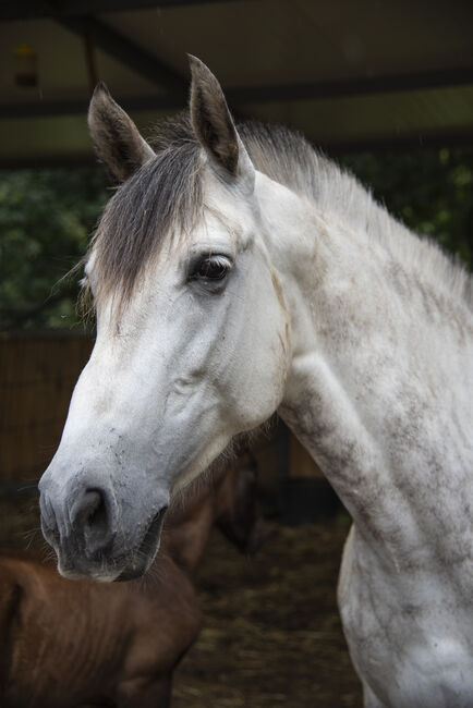 PRE (Andalusier) breeding "Starter Kit" (1 Hengst, 2 Stuten 1 Fohlen), Roberto Serna Vivenzi, Konie na sprzedaż, Guimarães, Image 9