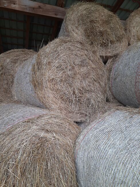 Heu in Rundballen, Anna, Hay & Straw, Breitenbach am Herzberg 